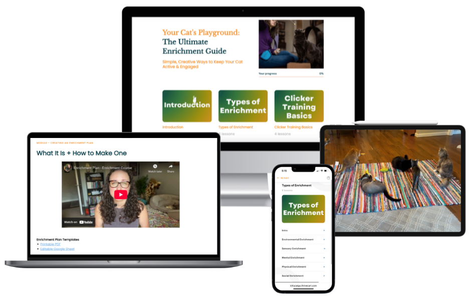 Cat Enrichment Guide