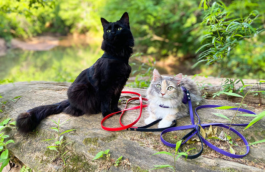The Kylo Leash: Custom Basic BioThane® Cat Leash