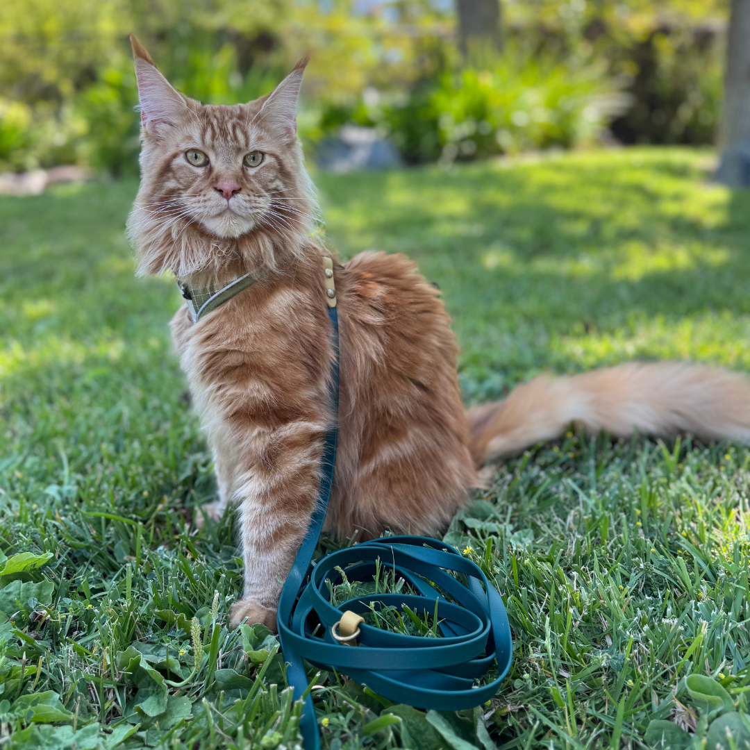 The Kylo Leash: Custom Convertible/Hands-Free BioThane® Cat Leash