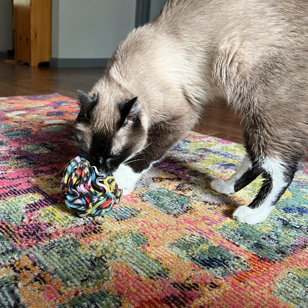 Cat Enrichment Starter Kit