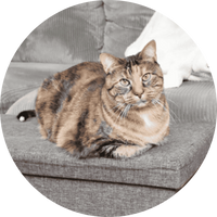 Latte + Katherine K.